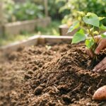 A close-up shot of a person’s hands gently planting a vibrant green sweet potato vine into a mound of dark, rich soil within a sunny raised garden bed. In the bottom right corner, a small cluster of freshly harvested, orange-skinned sweet potatoes rests on the dirt, illustrating the connection between the plant and its harvest. The background features more raised garden boxes bathed in soft, warm daylight, creating a blurred, peaceful garden setting.